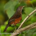 Zorzal colorado ( Rufous-bellied Thrush)