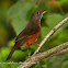 Zorzal colorado ( Rufous-bellied Thrush)