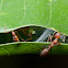 Weaver ant