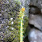 caterpillar