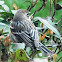 Yellow-rumped Warbler