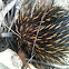 Echidna