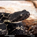 Arizona Black Rattlesnake