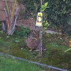 Cottontail Rabbit