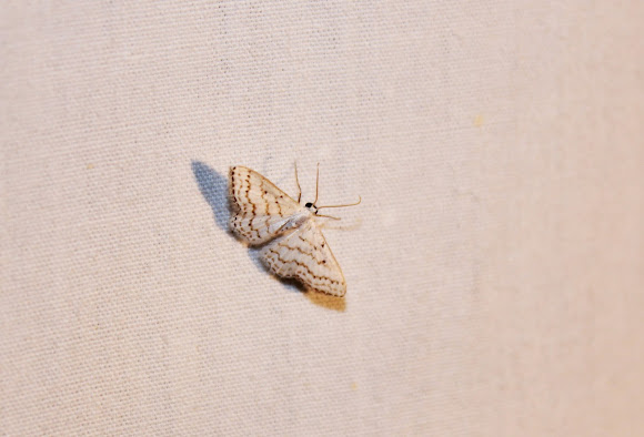 Spotting Image 1