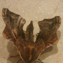 Small-Eyed Sphinx Moth