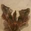 Small-Eyed Sphinx Moth