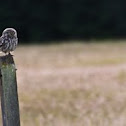 Little Owl