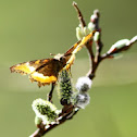 Fire-rim Tortoise Shell