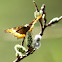 Fire-rim Tortoise Shell