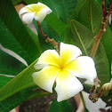Frangipani
