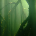 Red Mangrove