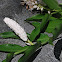 Wild ginger