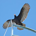 Turkey vulture