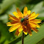 Sweat bee