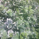 Wintercreeper  '