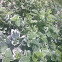 Wintercreeper  '