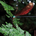 Damselfly