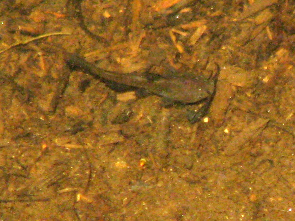 Spotting Image 1