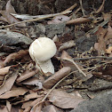 Fly Amanita Mushroom