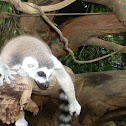 Ring Tailed Lemur