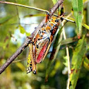 lubber grasshopper