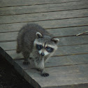 Raccoon