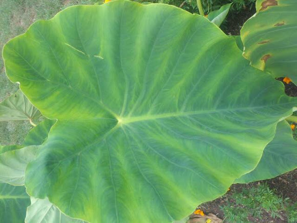 Spotting Image 1