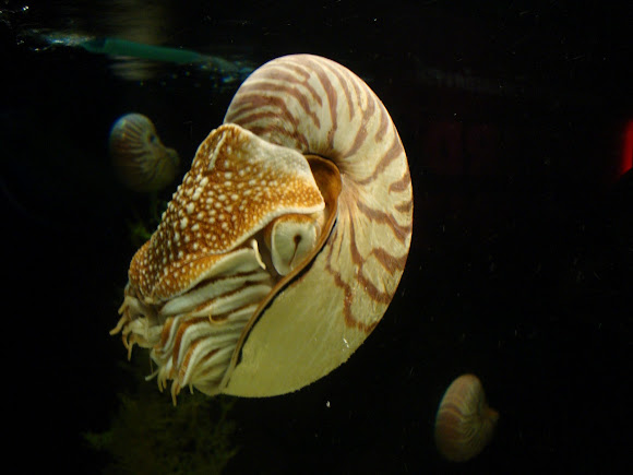 Spotting Image 1