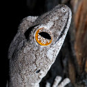 Eastern Spiny-tailed Gecko