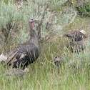 Wild Turkey