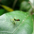 Tiger Spider