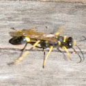 mud dauber wasp