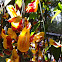 Yellow & Red Clock Vine