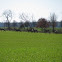 Roe deer