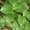Poison Ivy