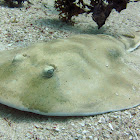 Lesser Electric Ray
