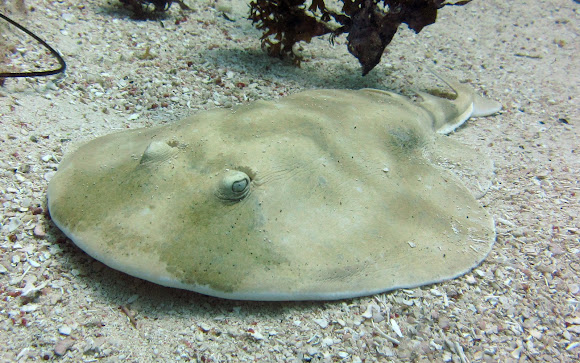 Spotting Image 1