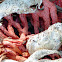 Latticed Stinkhorn