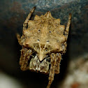 Star-bellied orbweaver
