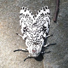 Giant leopard moth