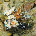 Harlequin Shrimp
