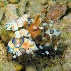 Harlequin Shrimp