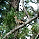 Blue Grouse Chicks