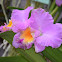 Orquídea híbrida