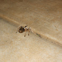 Tarantula