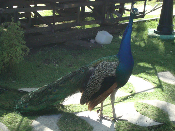 Spotting Image 1