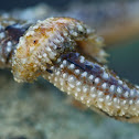Ruffled scaleworm