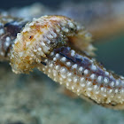 Ruffled scaleworm