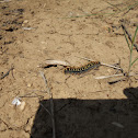 Catterpillar